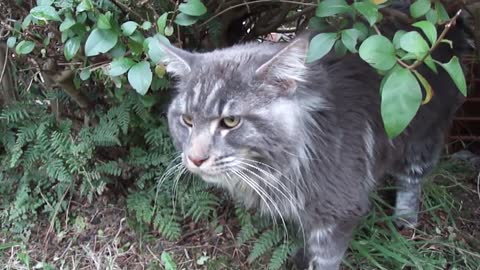 Coon cat and his favorite bush