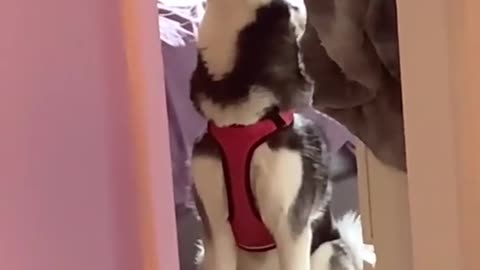ADORABLE HUSKY DOESN'T WANT TO GO WITH OWNER.mp4