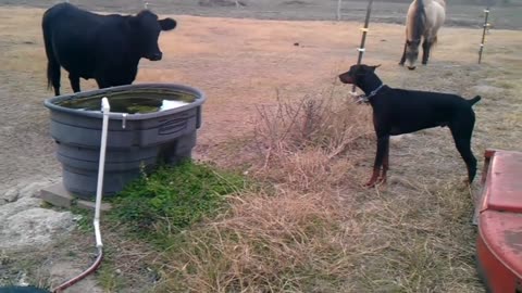 Animals Shocked By Electric Fence