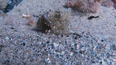 Baby Cuttlefish Swims Along Ocean Floor