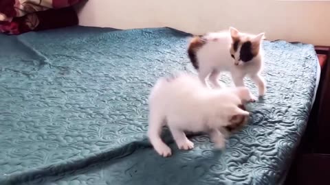 2 kitty brothers love fight play with fun