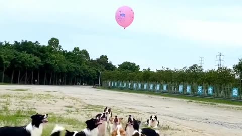 Dog playing ballon