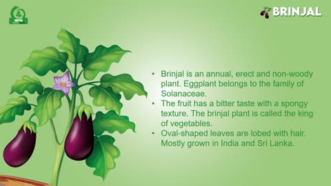 Brinjal Plant(Nattu Kaththiri)