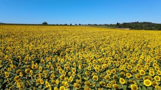 Sunflower Field