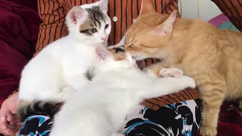 The kitten likes to sit on my mother's lap and be taken care of by the father cat