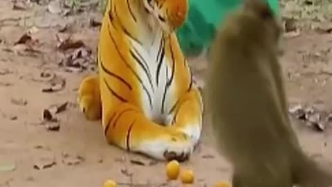 Funny Video_Prank Video_Watched laughed laughing belly Fake Tiger vs Real Monkey_Vanda Seavmey