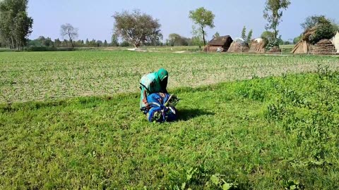 Daily Routine In India Uttar Pradesh Farmer | Real Lifestyle Of India Village | India Rural Life