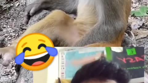 MONKEY IS SLEEPING SO DEEPLY!! FUNNY MONKEYS FUNNY VIDEOS