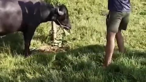 Buffalo cutting by knife 😲😳