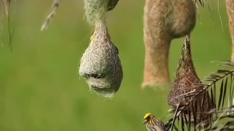 The bird is so impressive that it makes such a beautiful nest