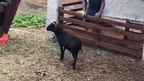 Hilarious Goat vs. Men Showdown: Who Will Win? Must Watch😂🤣