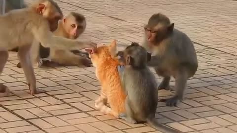 Funny monkey video