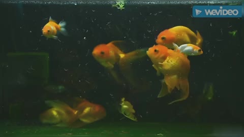 Goldfish Aquarium