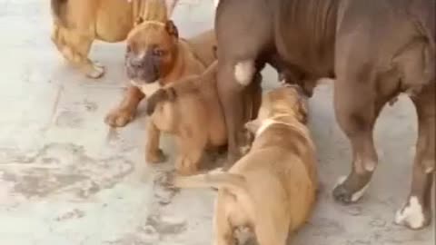 Cute Hungry Puppies Looking for their Mom!!!