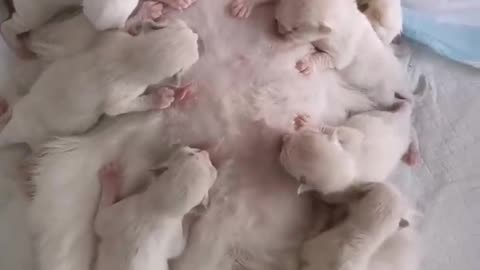 Mother cat Feeding her cutest tribe kittens