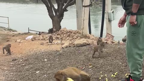 Feeding to crazy monkey