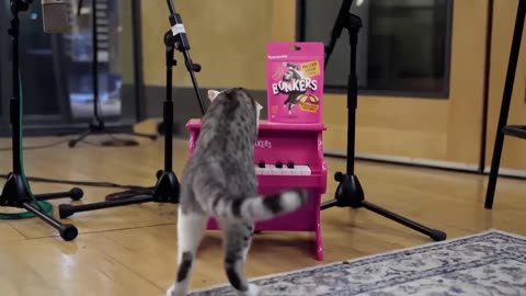 BONKERS Piano Playing Cat & Singing Dog Create Musical MASTERPIECE