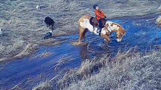 Horse Lies Down in Creek With Young Rider
