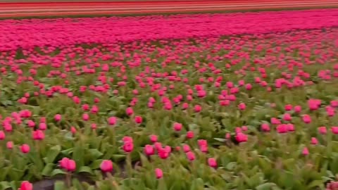 takes us behind the scenes of this amazing sunset in the tulip fields of Netherlands