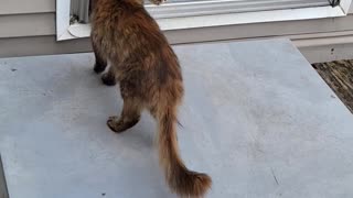 Cat crying to get inside the house