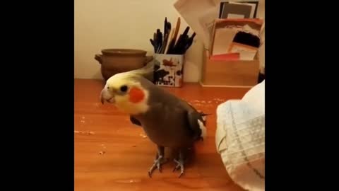 #funny parrot