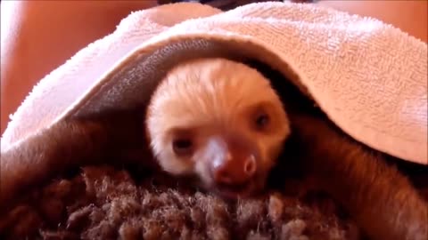 Cute sloth is playing in the nature and with humans