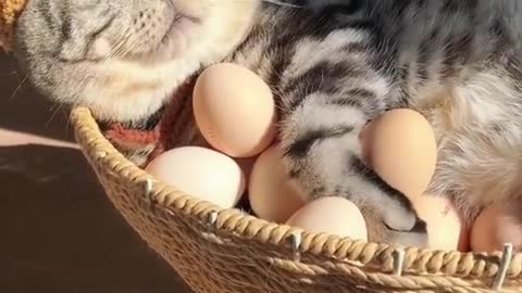 Trying to steal eggs from my kitty