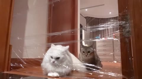 Cats vs Invisible Wall Compilation