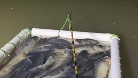 Primitive Fishing Techniques
