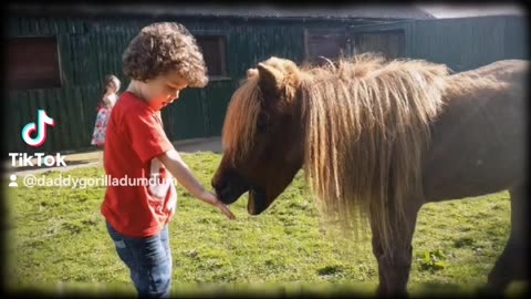 September 2015, I took Ayrton & Gabrielle to interact with Shetland ponies