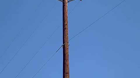 Large bird sitting on a utility line near the Las Vegas temple.