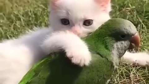 cat playing with bird