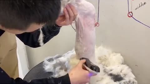 Give A Lovely Cat Grooming - Cat Haircuts - Puppy Groomy