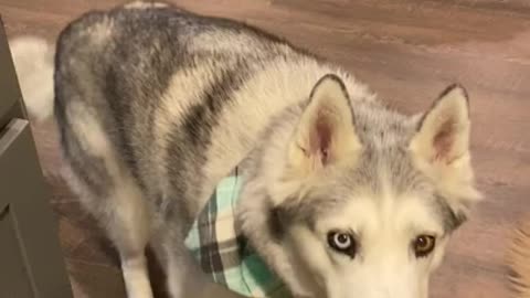 Stubborn Husky is master manipulator