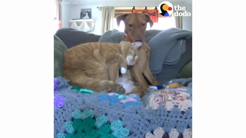 Hidden Camera Catches Cat Comforting Anxious Dog While Family's Away
