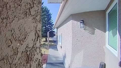 Woodpecker Rings Doorbell