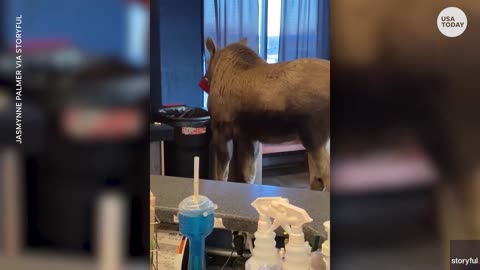 Wandering moose in Alaska sneaks into theater for movies and popcorn | USA TODAY