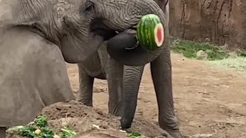The elephant eats watermelons, one big one at a time