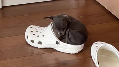 Tiny Dog Curls Up Inside Croc