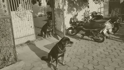 Jerry missing anshu _ dog missing his owner _ emotional dog video _