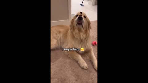 Funny dog video 😂😂