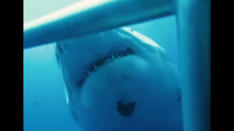 GIANT WHITE SHARK 🦈