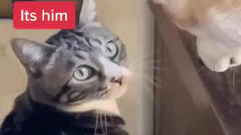 Funny cat and dog video 😂