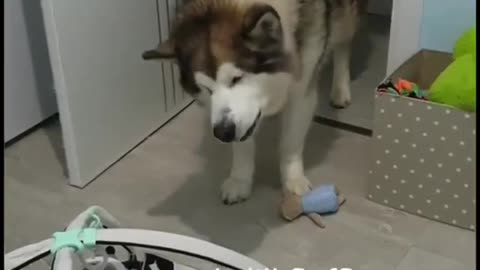 Dog husky meets baby for the first time