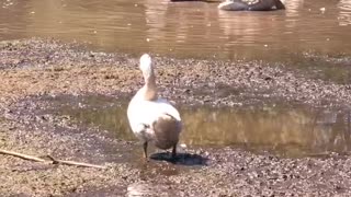 Tater Tot soaks up the sun in a mud puddle