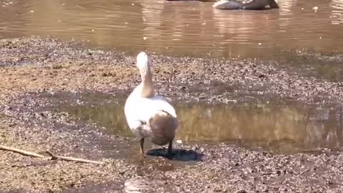 Tater Tot soaks up the sun in a mud puddle