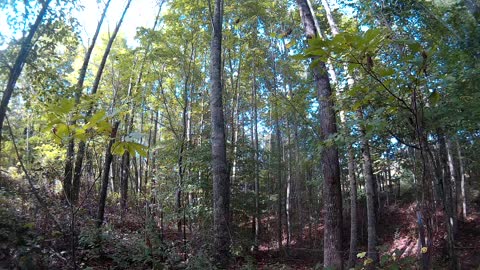 Relaxingly Noisy morning in the forest