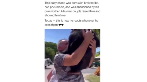 Heartwarming Reunion: Baby Chimp's Emotional Reaction to Human Friend!