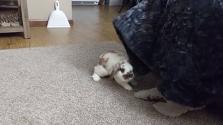 Carrots Loves playing with blankets!