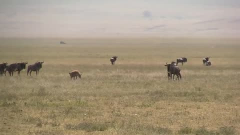 Hyena tries to catch a just born gnu